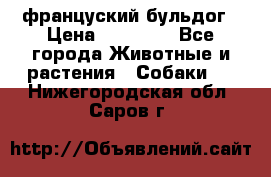 француский бульдог › Цена ­ 40 000 - Все города Животные и растения » Собаки   . Нижегородская обл.,Саров г.